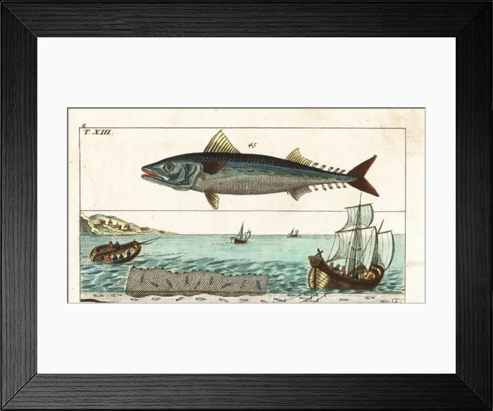 Framed Print : Atlantic mackerel, and fishing methods with line and net Framed Print : Atlantic mackerel, and fishing methods with line and net