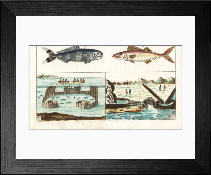 Framed Print : Mackerel fishing methods, pilot fish and painted mackerel