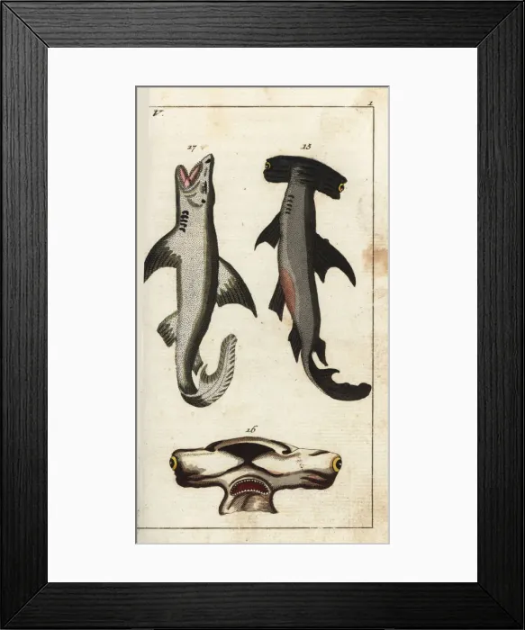 Framed Print : Hammerhead shark and white shark Framed Print : Hammerhead shark and white shark