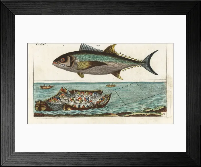 Framed Print : Bluefin tuna, and tuna fishing with nets Framed Print : Bluefin tuna, and tuna fishing with nets