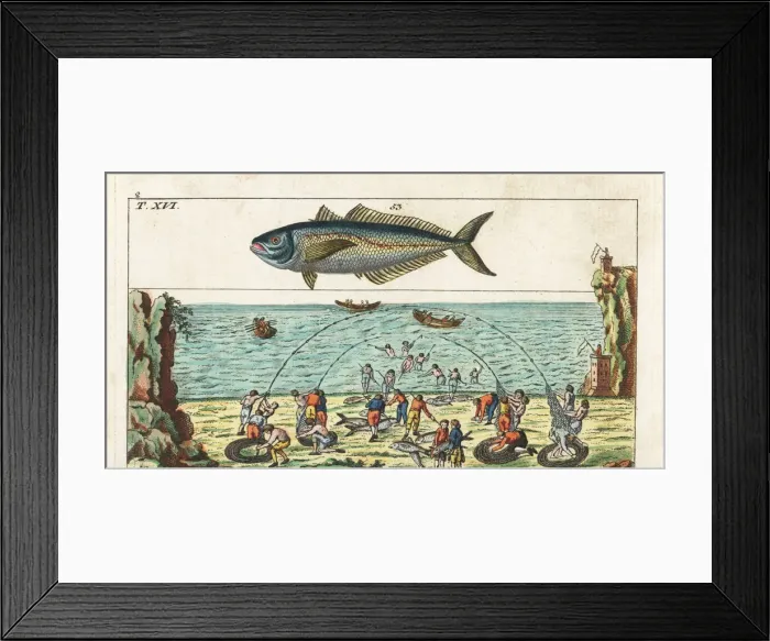 Framed Print : Tuna fishing method and horse mackerel Framed Print : Tuna fishing method and horse mackerel