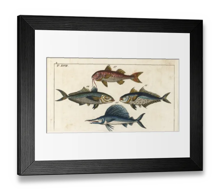 Framed Print : Bigeye scad, sailfish and surmullet Framed Print : Bigeye scad, sailfish and surmullet