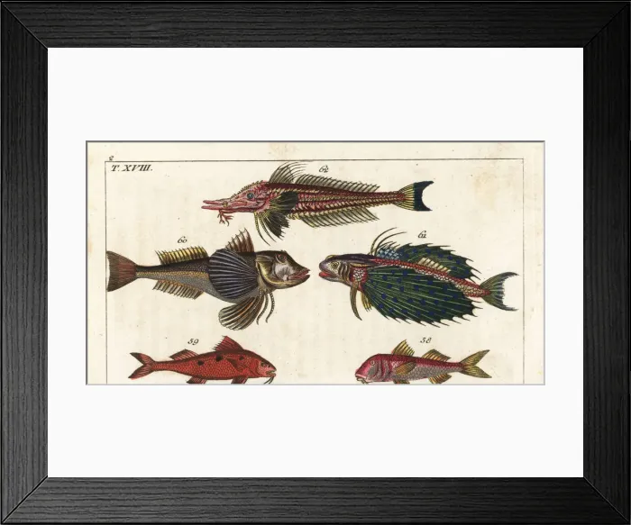 Framed Print : Red mullet, spotted goatfish and gurnards Framed Print : Red mullet, spotted goatfish and gurnards