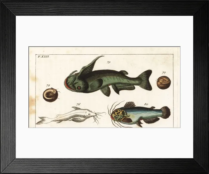 Framed Print : Soldier catfish and driftwood catfish Framed Print : Soldier catfish and driftwood catfish