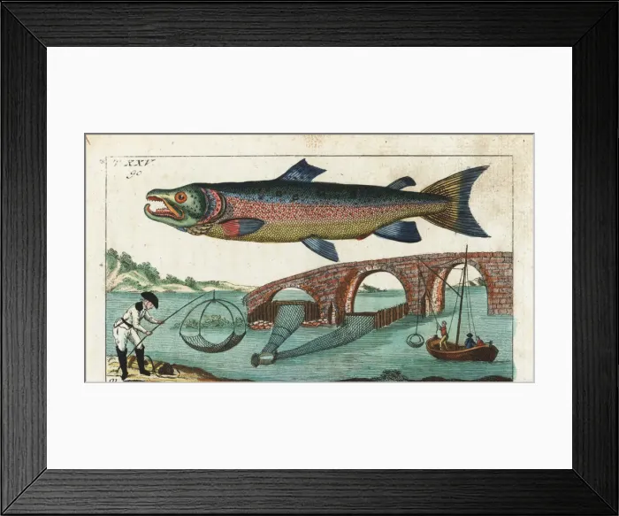 Framed Print : Silver or Atlantic salmon and fishing methods Framed Print : Silver or Atlantic salmon and fishing methods