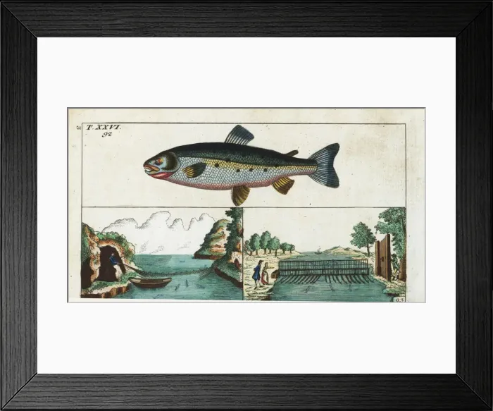 Framed Print : Female Atlantic salmon, Salmo salar, and fishing methods Framed Print : Female Atlantic salmon, Salmo salar, and fishing methods
