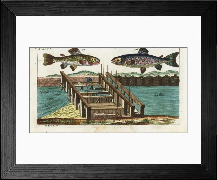 Framed Print : Sea trout, brown trout, and fishing method Framed Print : Sea trout, brown trout, and fishing method