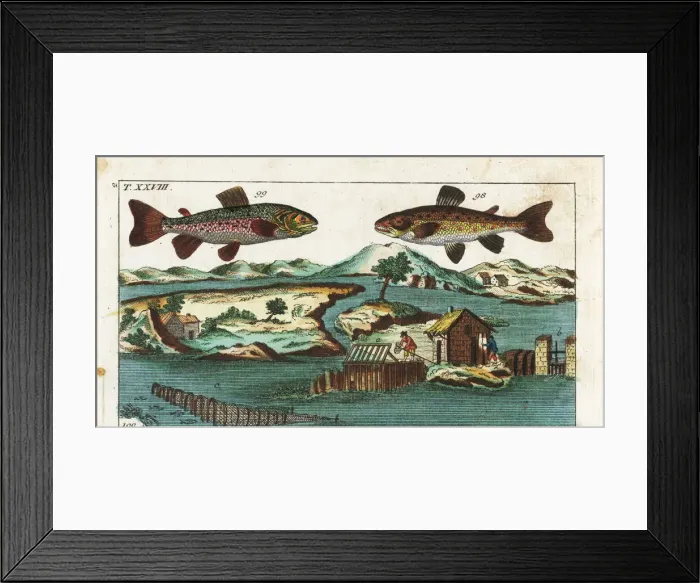 Framed Print : Sea trout, charr and fishing methods Framed Print : Sea trout, charr and fishing methods