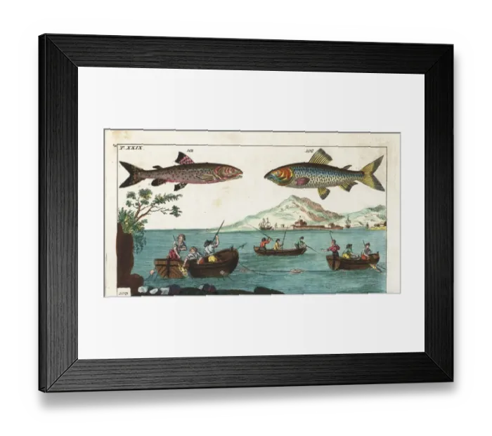 Framed Print : Danube salmon, whitefish, and fishing with rod and line Framed Print : Danube salmon, whitefish, and fishing with rod and line
