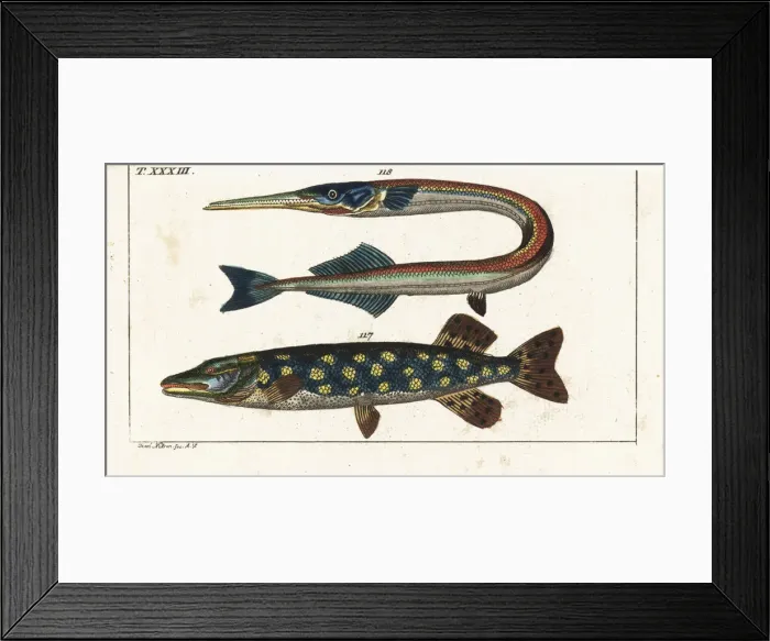 Framed Print : Northern pike and garfish Framed Print : Northern pike and garfish