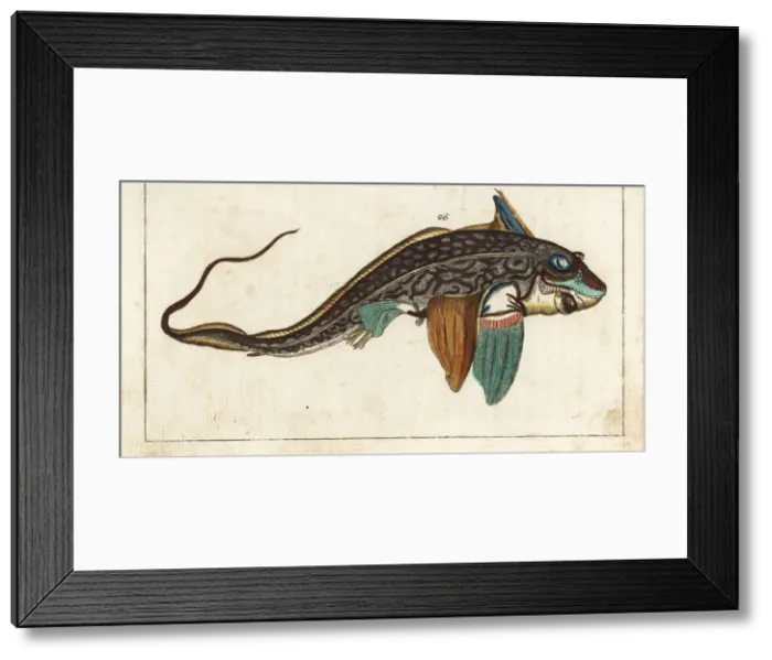 Framed Print : Ratfish or rabbitfish, Chimaera monstrosa Framed Print : Ratfish or rabbitfish, Chimaera monstrosa