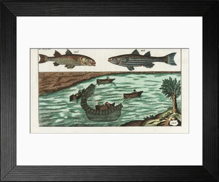 Framed Print : Grey mullet and fishermen on a river using nets Framed Print : Grey mullet and fishermen on a river using nets