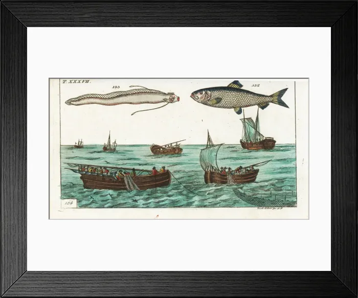 Framed Print : Herring, oarfish and drift-net fishing Framed Print : Herring, oarfish and drift-net fishing
