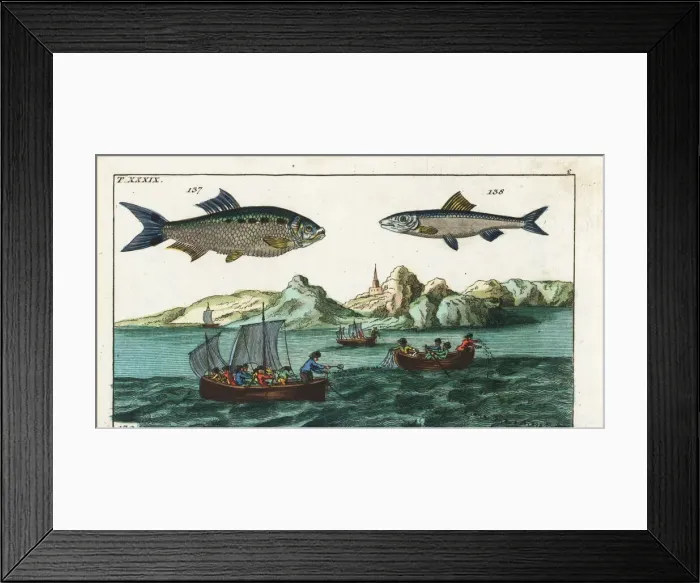Framed Print : Shad, anchovy, and fishermen fishing with nets Framed Print : Shad, anchovy, and fishermen fishing with nets