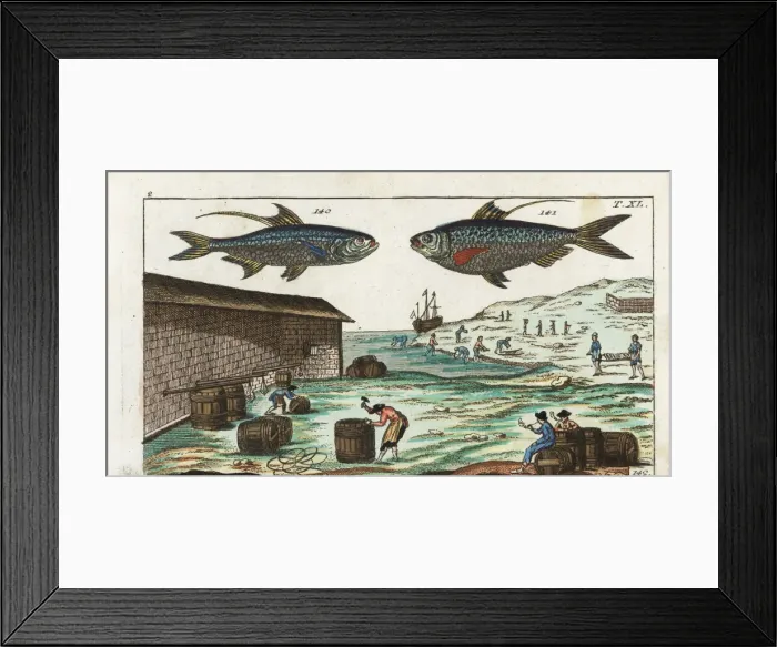 Framed Print : Indo-Pacific tarpon and Chinese gizzard shad Framed Print : Indo-Pacific tarpon and Chinese gizzard shad
