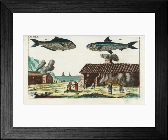 Framed Print : Sardine, ilisha, and sardine smokehouse Framed Print : Sardine, ilisha, and sardine smokehouse