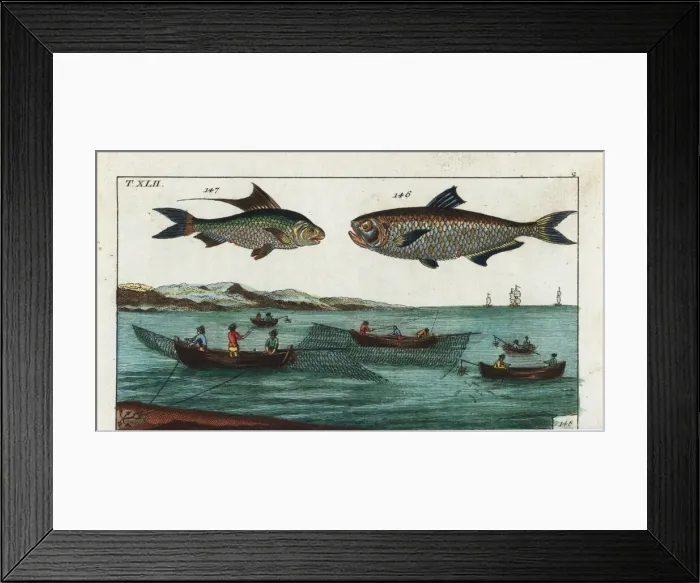 Framed Print : Malabar thryssa, Blochs gizzard shad Framed Print : Malabar thryssa, Blochs gizzard shad