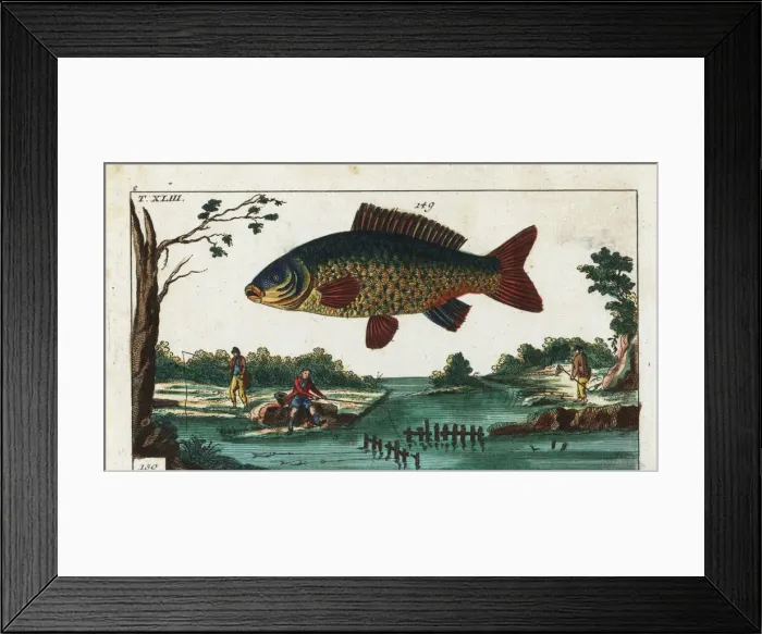 Framed Print : Common carp and three fishermen fishing with Framed Print : Common carp and three fishermen fishing with