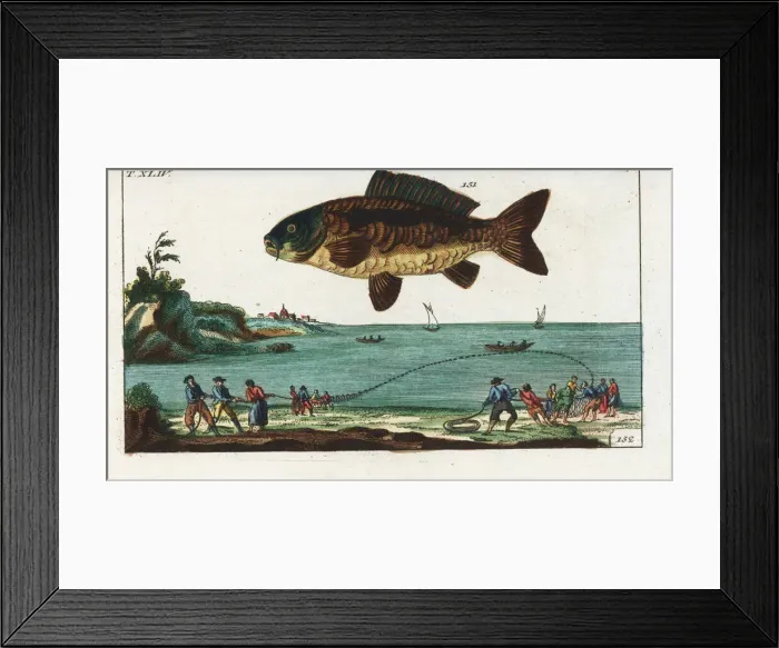 Framed Print : Common carp and fishermen hauling in a net from the beach Framed Print : Common carp and fishermen hauling in a net from the beach