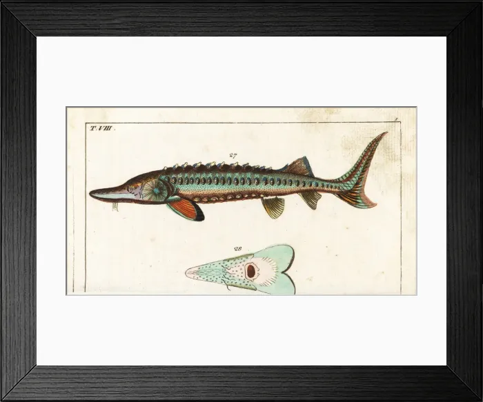 Framed Print : Sea sturgeon, Acipenser sturio 27, and underside 28 Framed Print : Sea sturgeon, Acipenser sturio 27, and underside 28