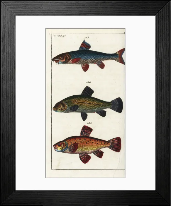 Framed Print : Barbel, tench and goldfish Framed Print : Barbel, tench and goldfish