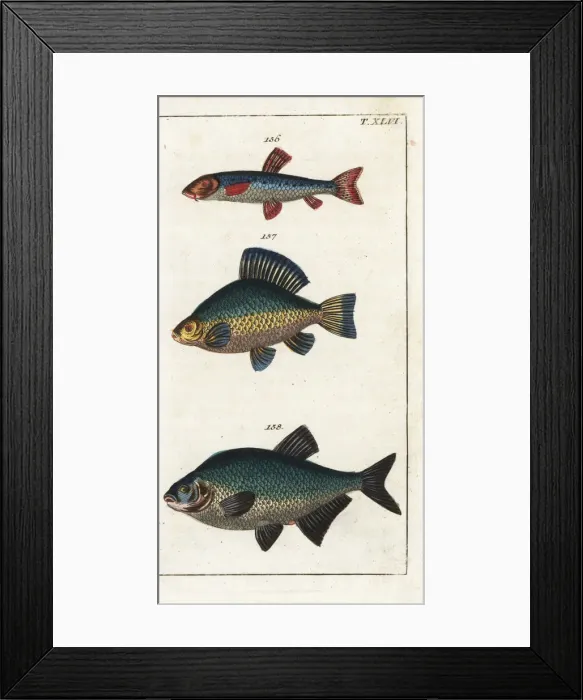 Framed Print : Danube gudgeon, crucian carp and bream Framed Print : Danube gudgeon, crucian carp and bream