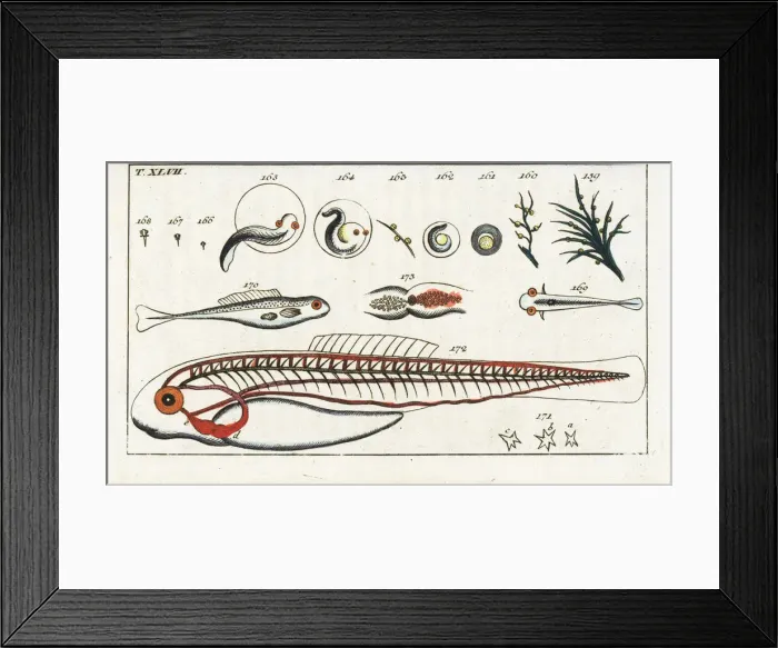 Framed Print : Fish development from spawn and juvenile anatomy