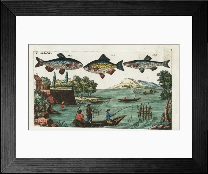 Framed Print : Alver, nase, Prussian carp, and fishing Framed Print : Alver, nase, Prussian carp, and fishing