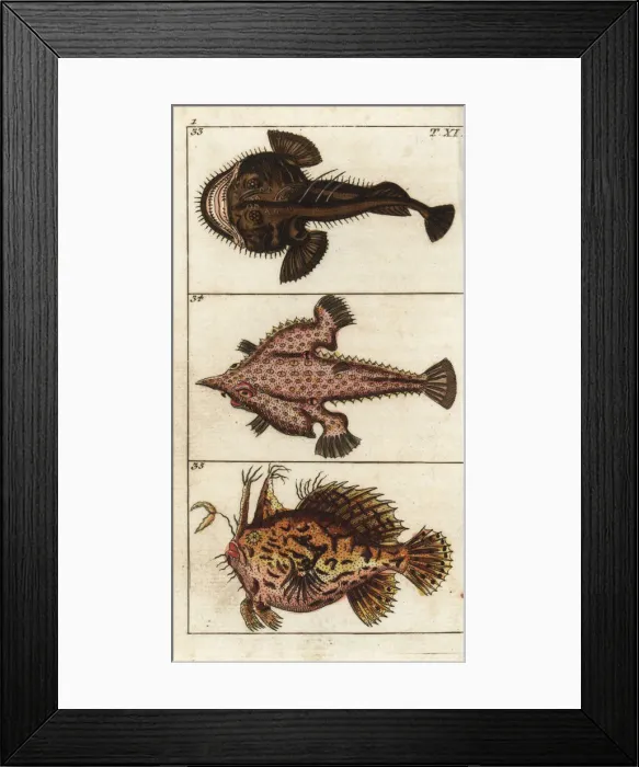 Framed Print : Angler fish, longnose batfish and sargassumfish Framed Print : Angler fish, longnose batfish and sargassumfish