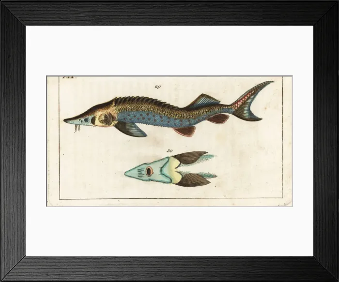 Framed Print : Sterlet sturgeon, Acipenser ruthenus Framed Print : Sterlet sturgeon, Acipenser ruthenus