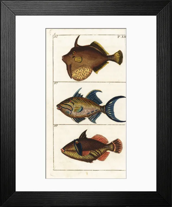 Framed Print : Matted filefish, queen triggerfish and white Framed Print : Matted filefish, queen triggerfish and white