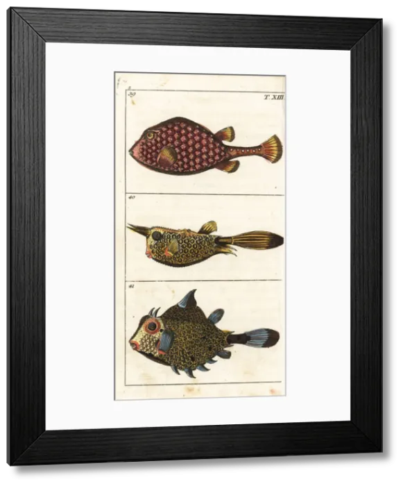 Framed Print : Trunkfish and longhorn cowfish Framed Print : Trunkfish and longhorn cowfish