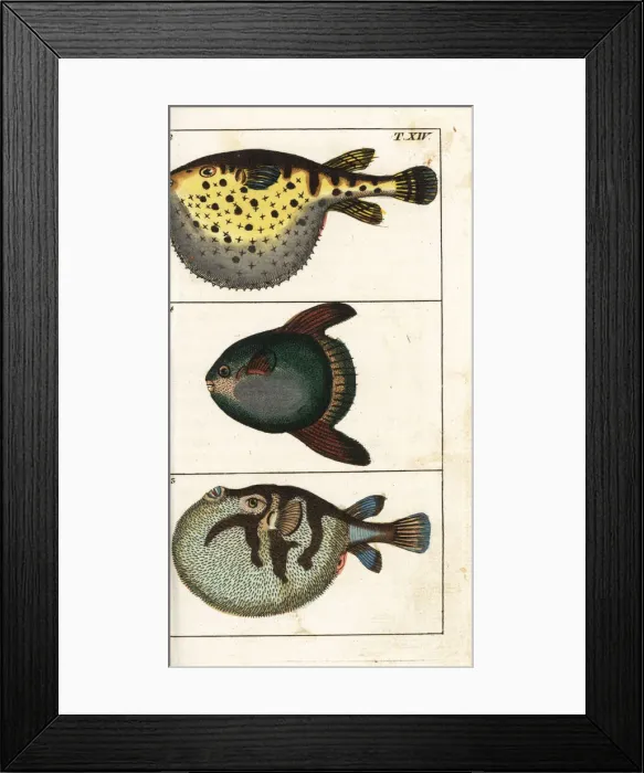 Framed Print : Starry globefish, white-spotted puffer and sun fish Framed Print : Starry globefish, white-spotted puffer and sun fish