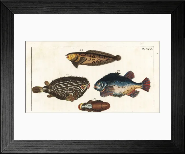 Framed Print : Lumpfish, sea snail, and Atlantic spiny lumpsucker Framed Print : Lumpfish, sea snail, and Atlantic spiny lumpsucker