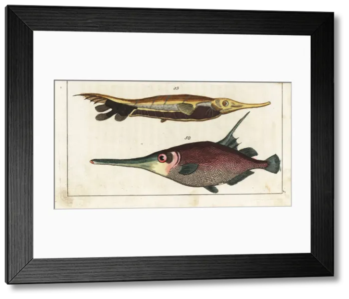 Framed Print : Snipefish and grooved razorfish Framed Print : Snipefish and grooved razorfish