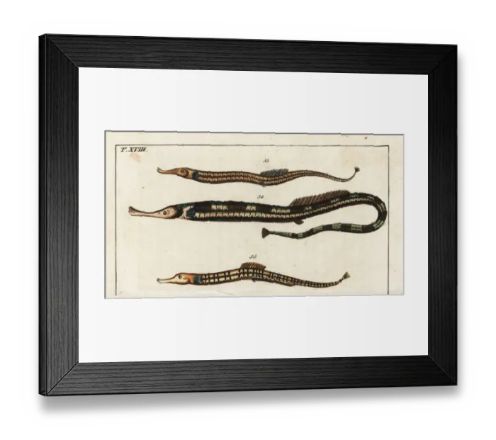 Framed Print : Greater pipefish and Sargassum pipefish Framed Print : Greater pipefish and Sargassum pipefish