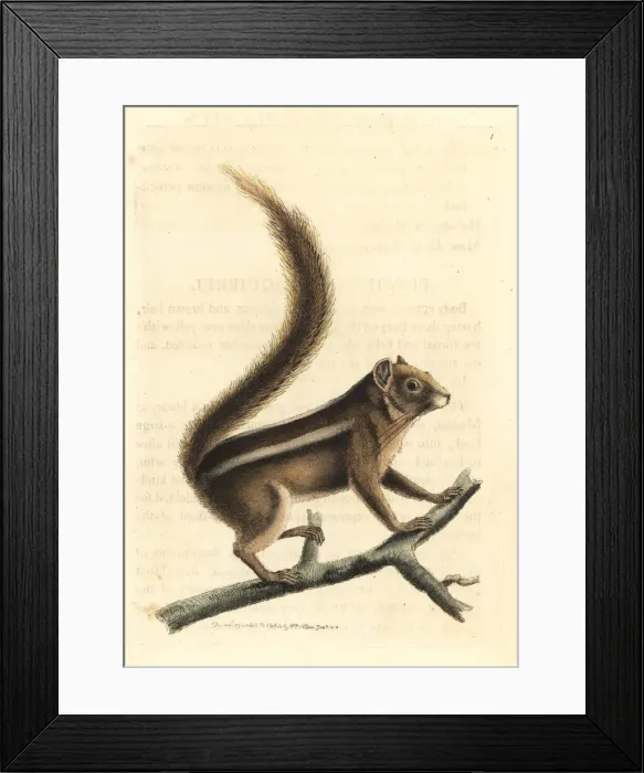 Framed Print : Indian palm squirrel, Funambulus palmarum Framed Print : Indian palm squirrel, Funambulus palmarum