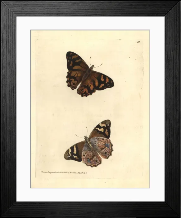 Framed Print : Bankss brown butterfly, Heteronympha banksii Framed Print : Bankss brown butterfly, Heteronympha banksii