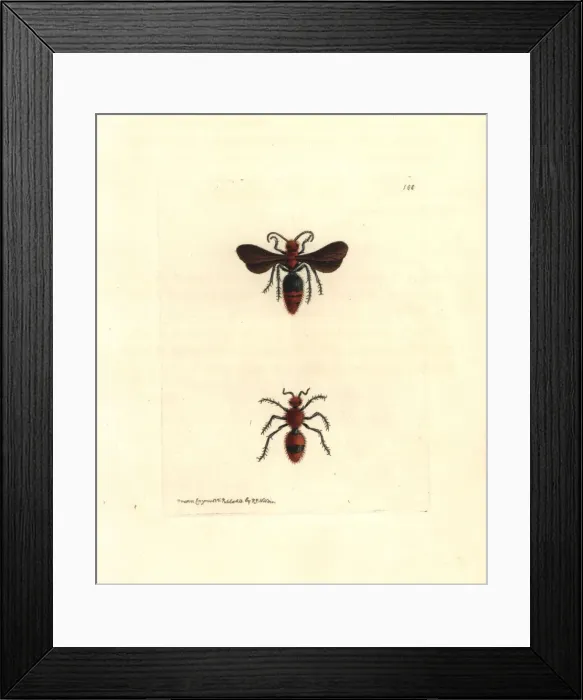Framed Print : Scarlet mutilla wasp, Mutilla coccinea Framed Print : Scarlet mutilla wasp, Mutilla coccinea