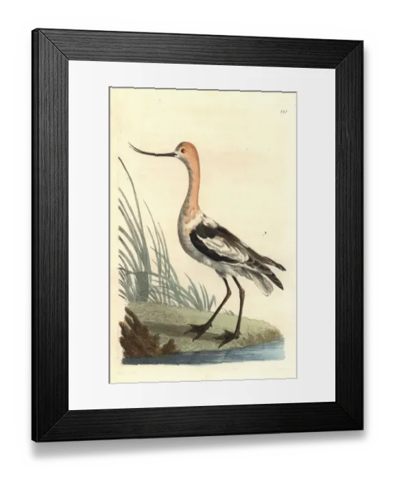 Framed Print : American avocet, Recurvirostra americana Framed Print : American avocet, Recurvirostra americana