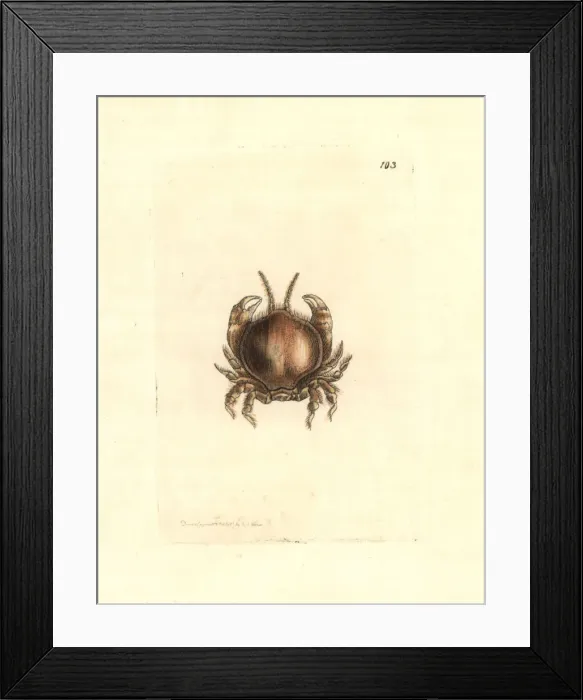 Framed Print : Thumbnail crab, Thia scutellata Framed Print : Thumbnail crab, Thia scutellata