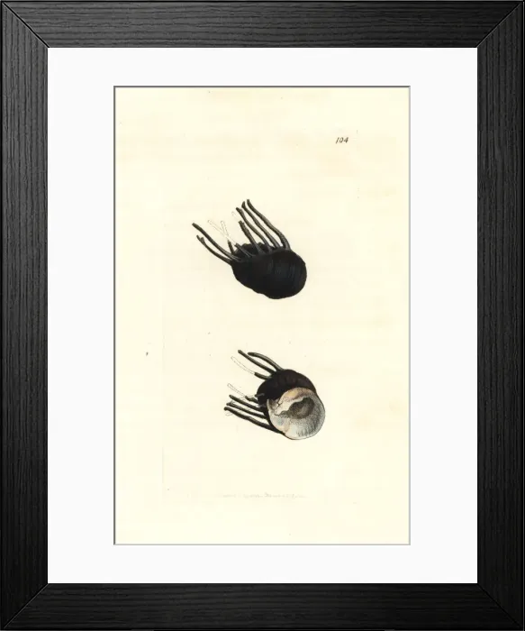 Framed Print : Clithon coronatum Framed Print : Clithon coronatum