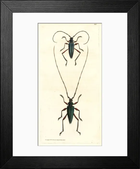 Framed Print : Plinthocoelium columbinum beetle Framed Print : Plinthocoelium columbinum beetle