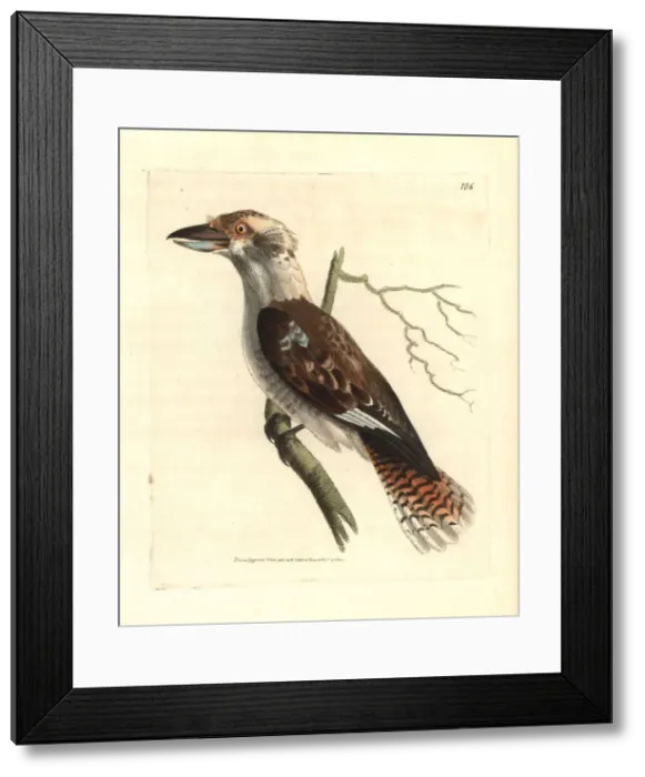 Framed Print : Laughing kookaburra, Dacelo novaeguineae Framed Print : Laughing kookaburra, Dacelo novaeguineae
