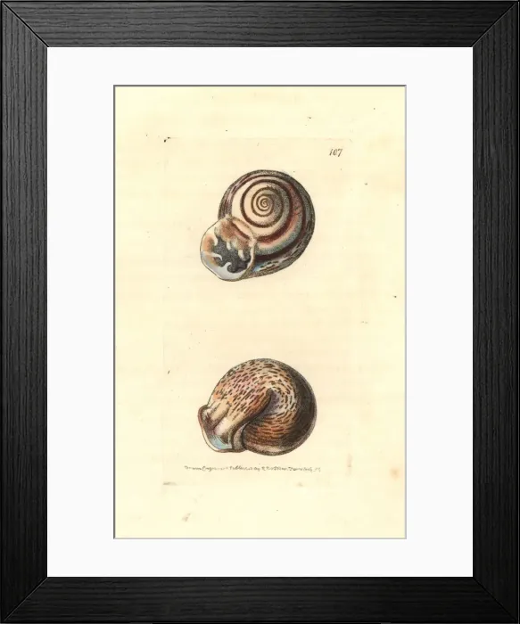 Framed Print : Ringent snail, Helix ringens Framed Print : Ringent snail, Helix ringens