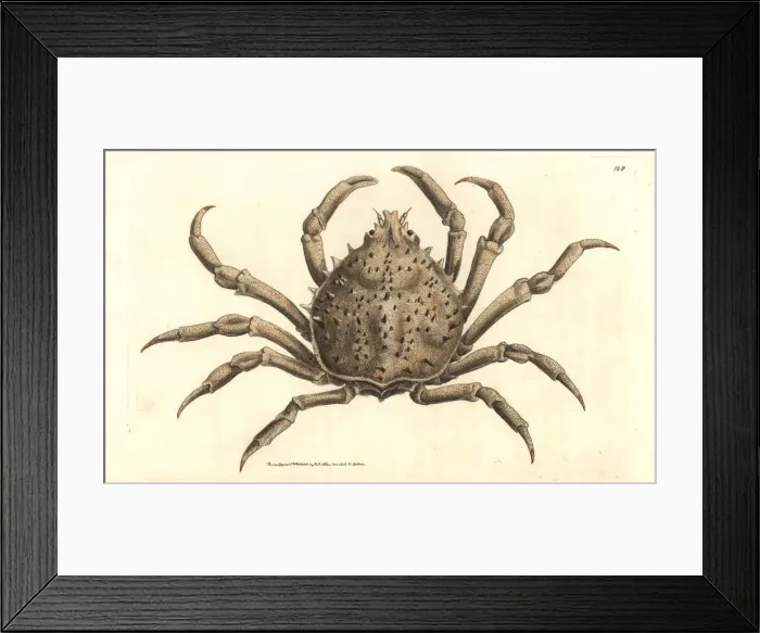 Framed Print : Portly spider crab or notched libinia, Libinia emarginata Framed Print : Portly spider crab or notched libinia, Libinia emarginata