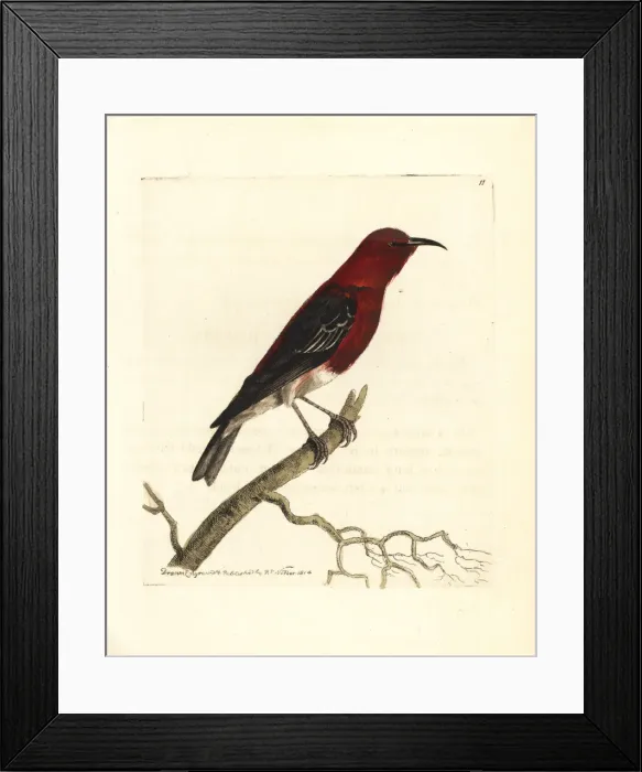 Framed Print : Scarlet honeyeater, Myzomela sanguinolenta Framed Print : Scarlet honeyeater, Myzomela sanguinolenta