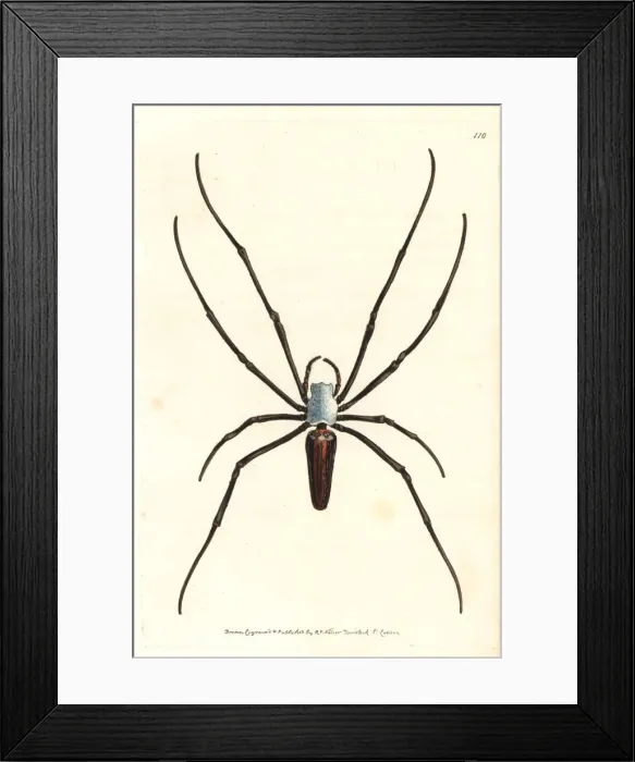 Framed Print : Giant wood spider or spotted nephila, Nephila maculata Framed Print : Giant wood spider or spotted nephila, Nephila maculata