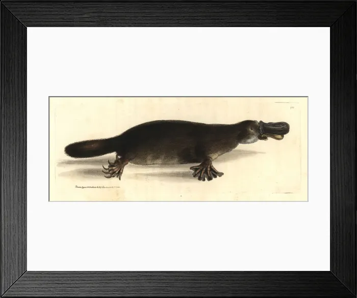 Framed Print : Duck-billed platypus, Ornithorhynchus anatinus Framed Print : Duck-billed platypus, Ornithorhynchus anatinus