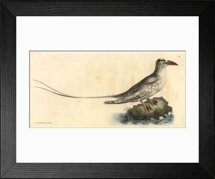 Framed Print : Red-billed tropicbird, Phaethon aethereus Framed Print : Red-billed tropicbird, Phaethon aethereus